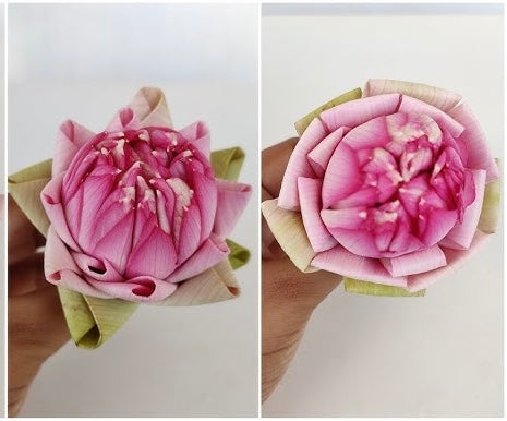 Folded Real Lotus