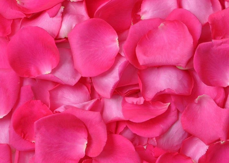 Fresh Petals - 3000 ct - Choose color of variety