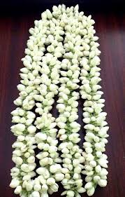 Jasmine Strings