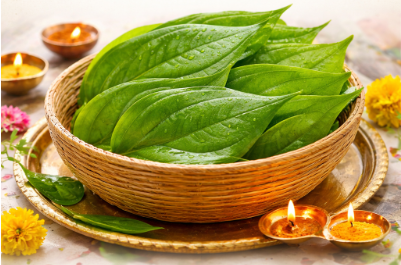Paan Leaves (Betel Leaves)