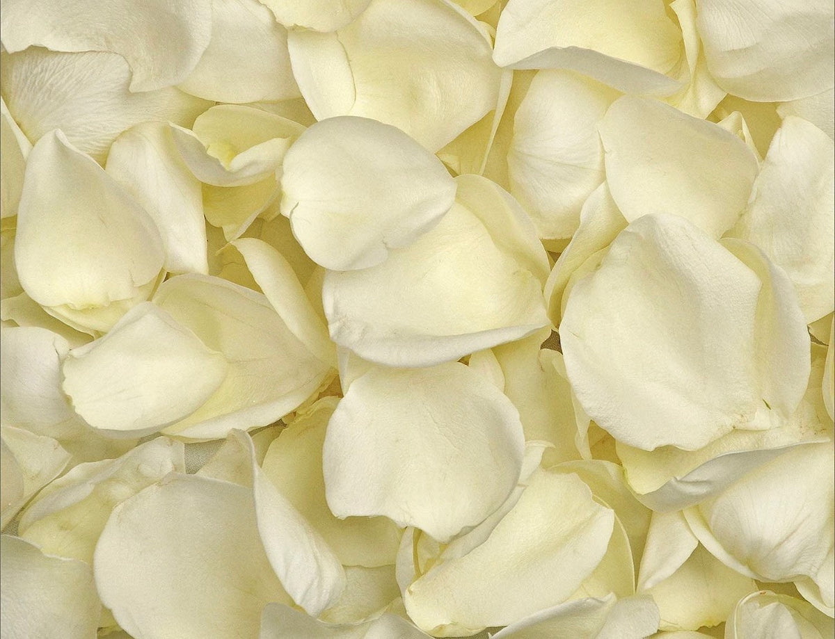 Fresh Petals - 3000 ct - Choose color of variety