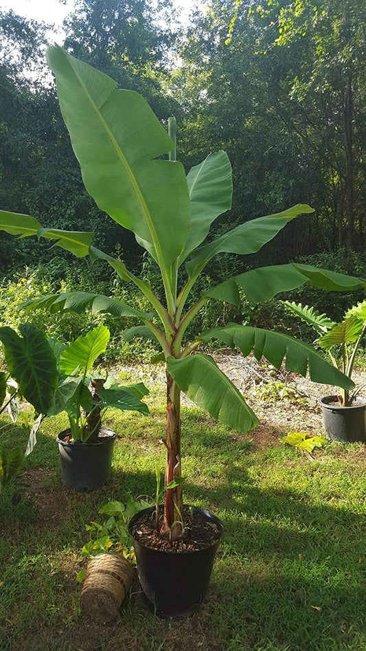 Real Banana Plant (Fresh & Natural)