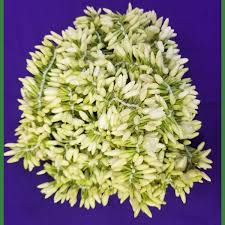 Mullai Flower String (Indian Jasmine Variant)