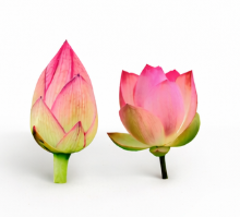ONE Pink Lotus